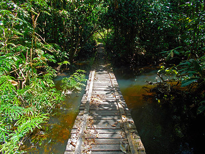 hiking the Amazon jungle near Saterem