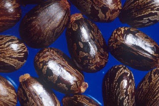 Castor beans from the Amazon rainforest